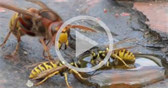 Hornet and wasp. best of one day. Hornissen u. Wes